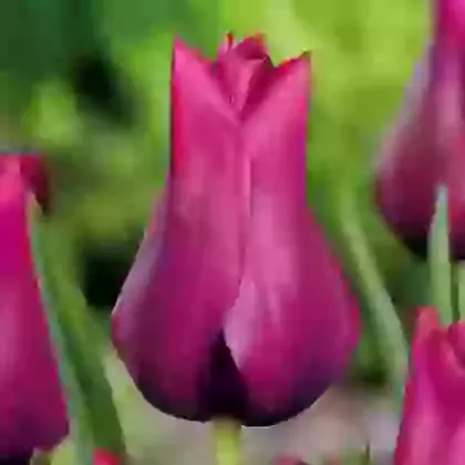 Merlot